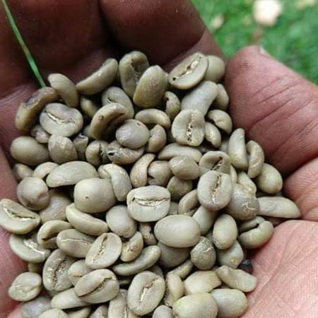 En Café Armenta Recolección