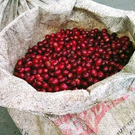 En Café Armenta Recolecta