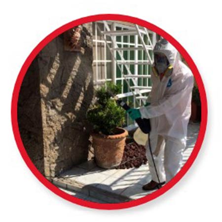 En Fumigaciones Morciz Fumigación