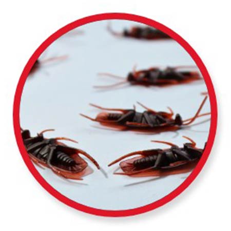 En Fumigaciones Morciz Control de plagas