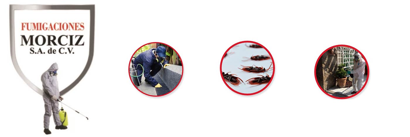 Fumigaciones Morciz